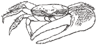 fiddler_crab200.gif