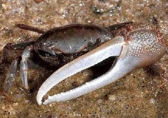 fiddler_crab_noaa.jpg