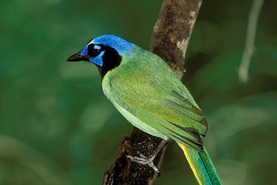 greenjay400.jpg