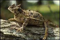 horned_lizard200.jpg