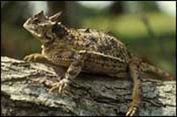 Texas Horned Lizard