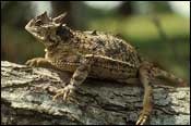 horned_lizard_full.jpg