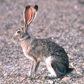 jackrabbit350.jpg