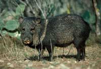 javelina200.jpg