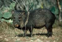 javelina