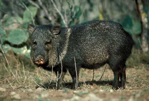 javelina350.jpg