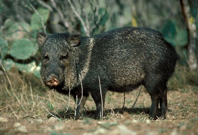 javelina400.jpg