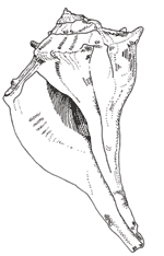 lightning_whelk.gif lightning_whelk.gif