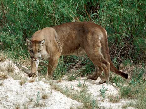 mountain_lion350.jpg