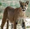 mountain_lion_front100.jpg