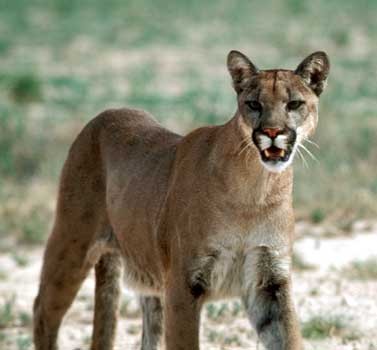 mountain_lion_front350.jpg