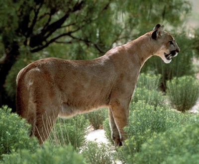 mountain_lion_side400.jpg