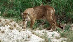 mountainlion250.jpg mountainlion250.jpg