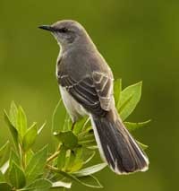 Northern Mockingbird