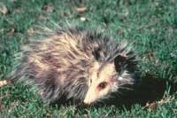 opposum200.jpg opposum200.jpg
