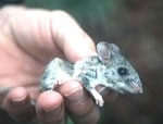 pdmouse150.jpg pdmouse150.jpg