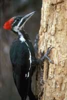 pileated_woodpeckerv200.jpg pileated_woodpeckerv200.jpg