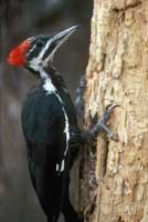 pileated_woodpeckerv200.jpg