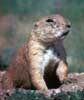 prairiedog100.jpg