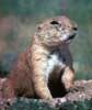 prairiedog100.jpg