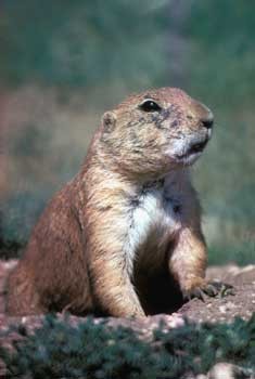 prairiedog350.jpg