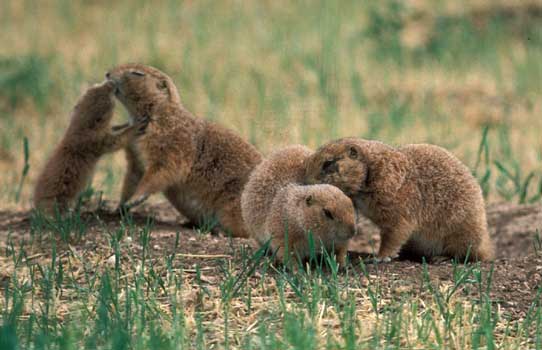 prairiedog_greet350.jpg