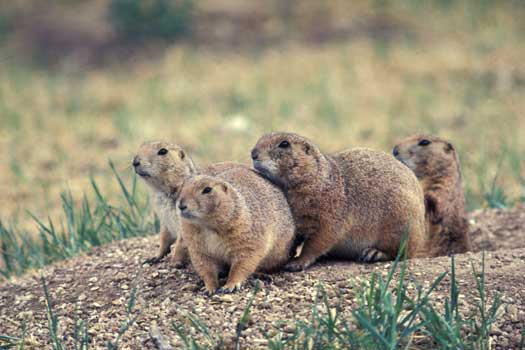 prairiedog_group350.jpg