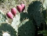 pricklypearfruit150_jherron.jpg pricklypearfruit150_jherron.jpg