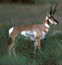 pronghorn200.jpg