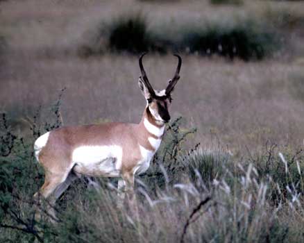 pronghorn350.jpg