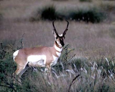 pronghorn350.jpg