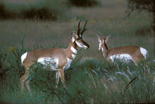 pronghorn_two350.jpg