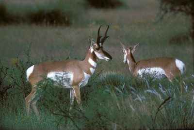 pronghorn_two350.jpg