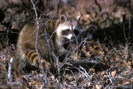 raccoon350.jpg