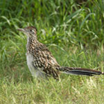 roadrunner150_jherron.jpg