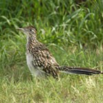 roadrunner150_jherron.jpg roadrunner150_jherron.jpg