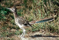 roadrunner200.jpg