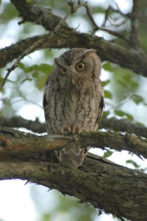 screech_owl2_jherron.jpg