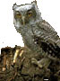 screech_owl75h.jpg