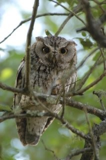 screech_owl_jherron.jpg