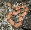 snake_copperhead100h.jpg