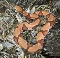 snake_copperhead200.jpg