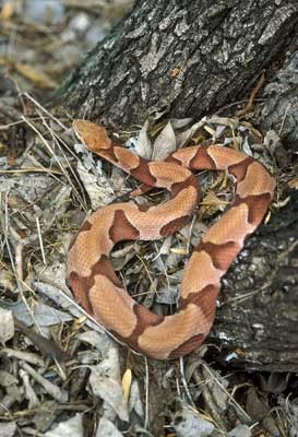 snake_copperhead400h.jpg