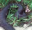 snake_cottonmouth100h.jpg