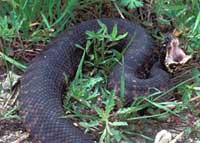 snake_cottonmouth200.jpg