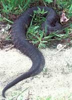 snake_cottonmouth200h.jpg