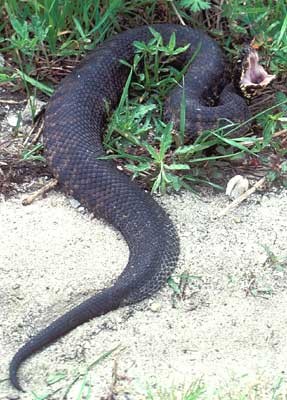 snake_cottonmouth400h.jpg