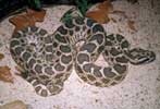 snake_massasauga100h.jpg