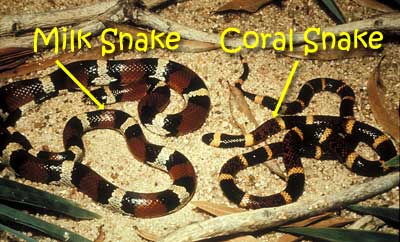 snake_milk_coral400.jpg
