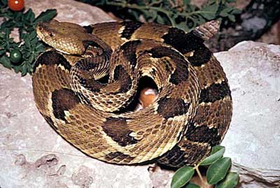 snake_timber_rattlesnake400.jpg